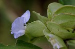 Virginia dayflower