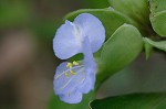 Virginia dayflower