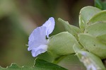 Virginia dayflower