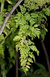 Poison hemlock