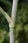 Poison hemlock