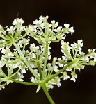 Poison hemlock