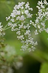 Poison hemlock