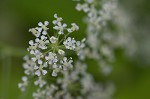 Poison hemlock