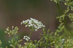 Poison hemlock