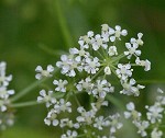 Poison hemlock