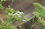 Poison hemlock