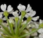 Poison hemlock