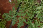 Poison hemlock