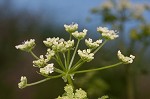 Poison hemlock