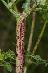 Poison hemlock