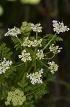 Poison hemlock