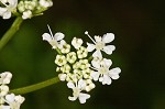 Poison hemlock