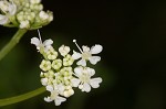 Poison hemlock