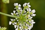 Poison hemlock