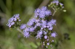 Blue mistflower