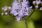 Blue mistflower