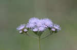 Blue mistflower