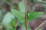 Blue mistflower