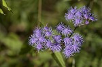 Blue mistflower