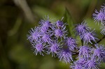 Blue mistflower