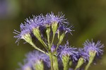 Blue mistflower