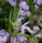 Cumberland false rosemary