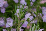 Cumberland false rosemary