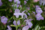 Cumberland false rosemary