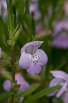 Cumberland false rosemary