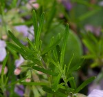 Cumberland false rosemary