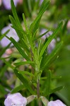 Cumberland false rosemary