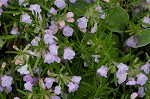 Cumberland false rosemary