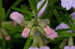 Cumberland false rosemary