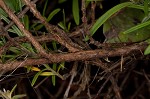 Cumberland false rosemary