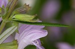 Cumberland false rosemary