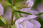 Cumberland false rosemary