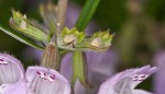 Cumberland false rosemary