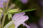 Cumberland false rosemary