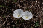 Field bindweed