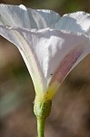 Field bindweed