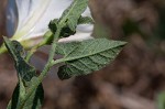 Field bindweed