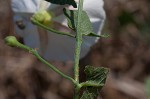 Field bindweed