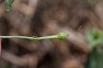 Field bindweed