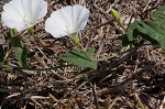 Field bindweed