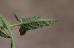 Field bindweed