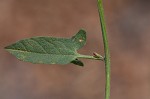 Field bindweed