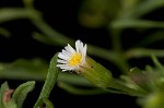 Canadian horseweed