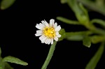 Canadian horseweed