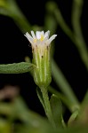 Canadian horseweed